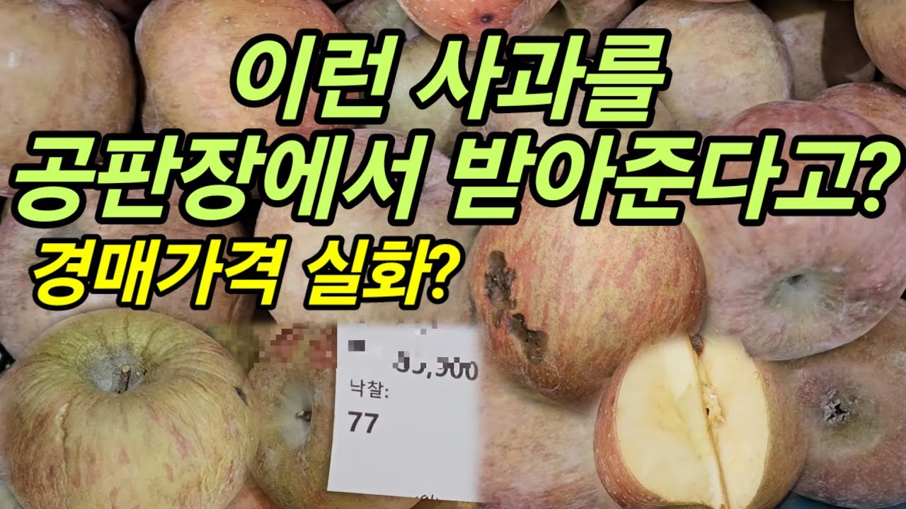 저품질의 납품용사과 경매가는? 역대급 경매가격 공개! 안동공판장