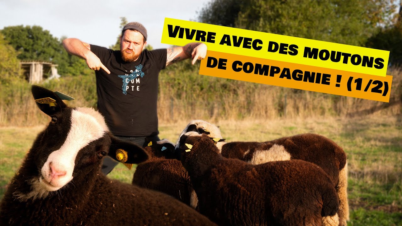 Les Néoruraux #14 // Vivre avec des Moutons de compagnie (1/2)