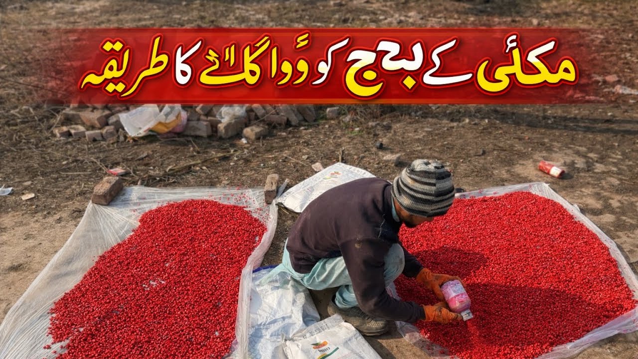 Makai ku dawai lagain without machine,Machine ke baghair makai ku dawai lagain 