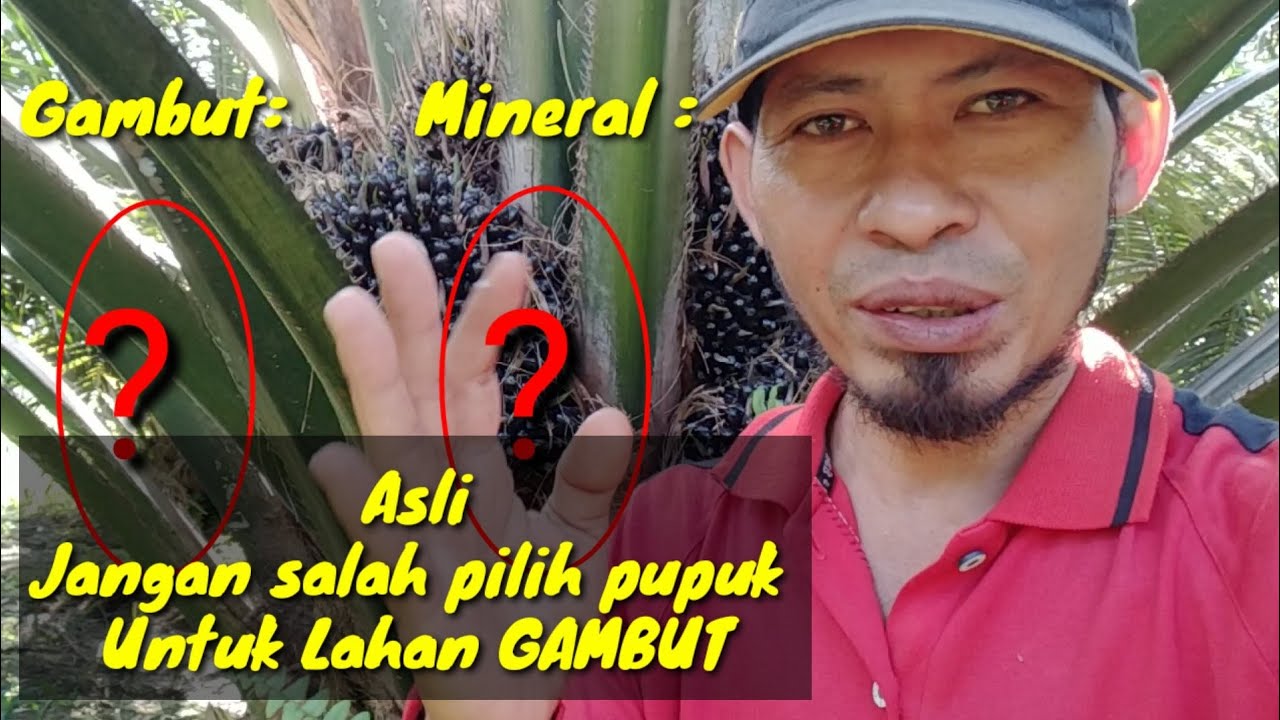 Pupuk Tunggal khusus lahan gambut || Kopi Inspirasi81