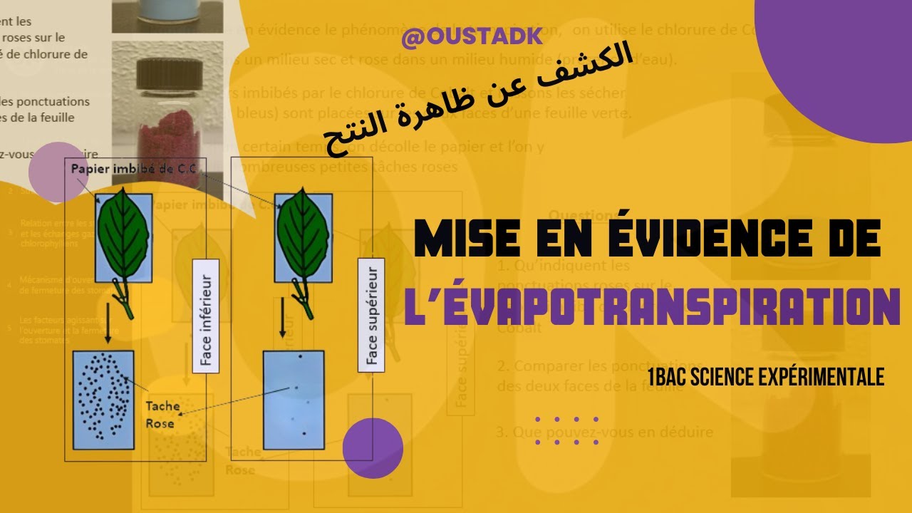 1BAC SE | Mise en évidence de l’évapotranspiration  ظاهرة النتح عند النباتات