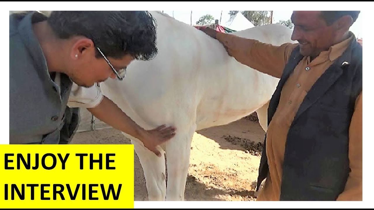 घोड़ों की जानकारी  Indian Horse Facts & Informations By Trainer, Nagaur Mela, Horse Video घोड़ा विडियो