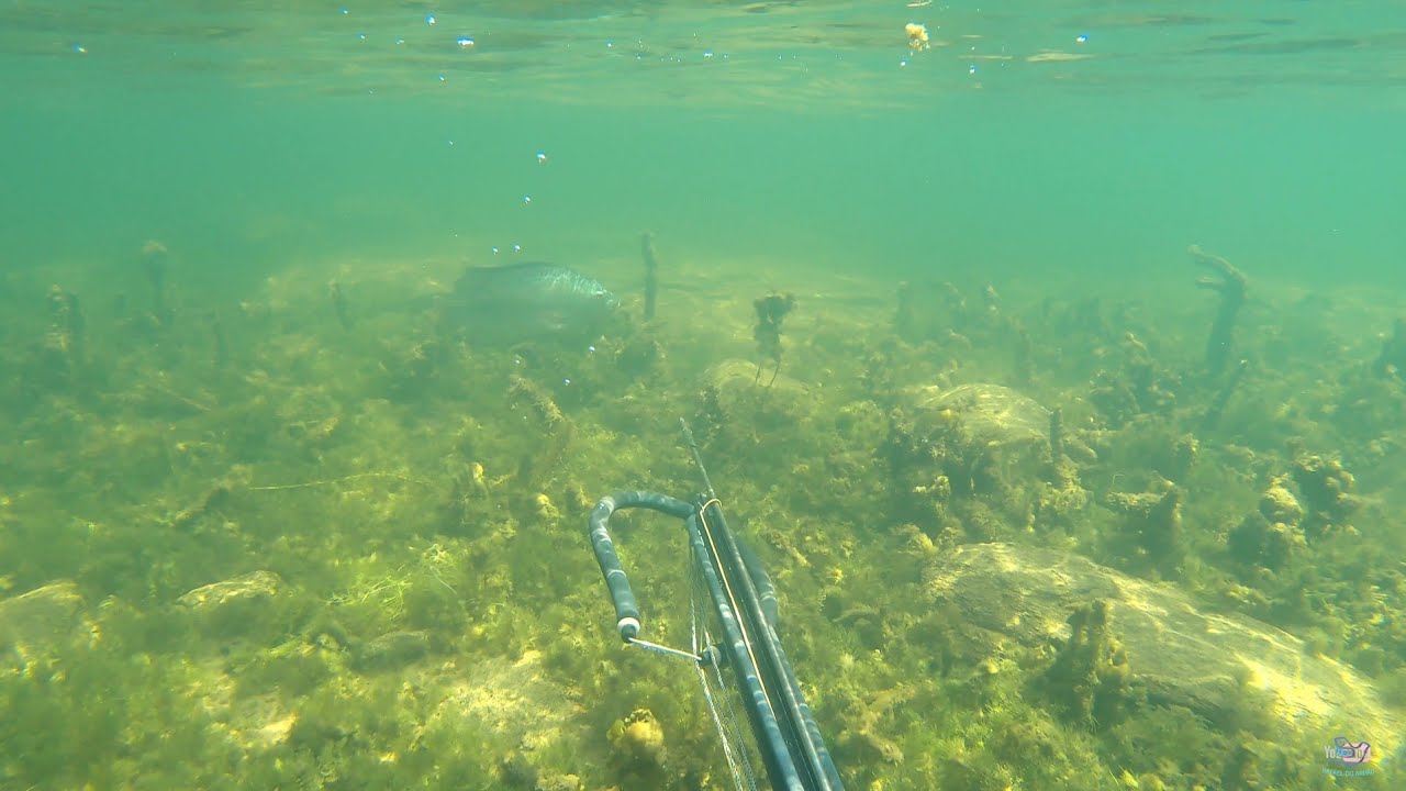 PEIXE aterrorizante do SAO FRANCISCO,  tilapias brancas  também fizeram parte desta PESCA SUB