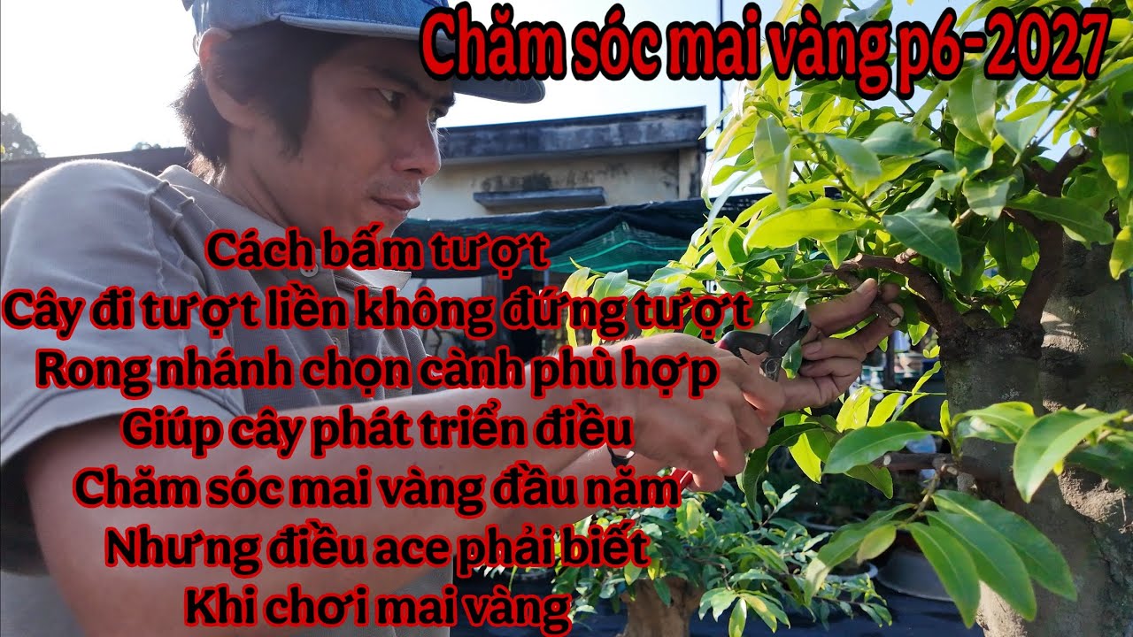 chăm s&oacute;c mai v&agrave;ng v&agrave;ng p6 2027 ( bấm đọt mai v&agrave;ng đ&uacute;ng c&aacute;ch , l&agrave;m cho mai v&agrave;ng nhanh lớn k chay c&agrave;nh