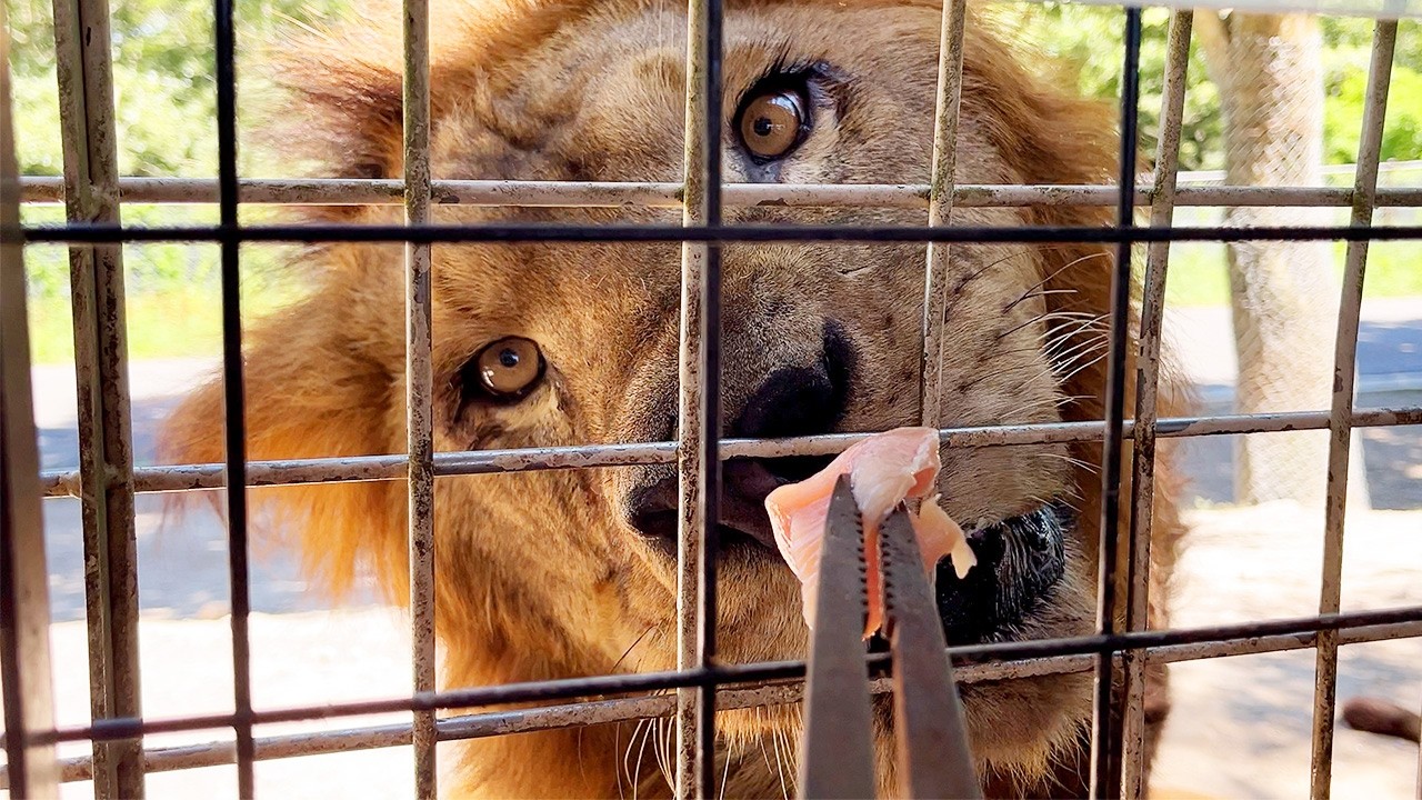 Кормить львов напрямую!? Удивительный сафари-парк в Японии!! | Oita African Safari🦁