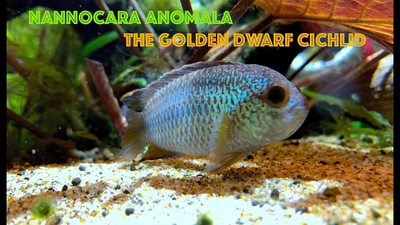 The Golden Dwarf Cichlid - Nannacara Anomala