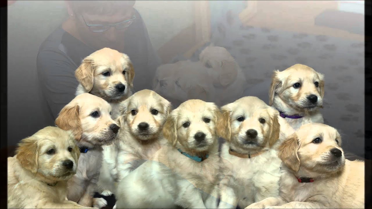 Pups van Silke en Cross - 5 en 6 weken oud