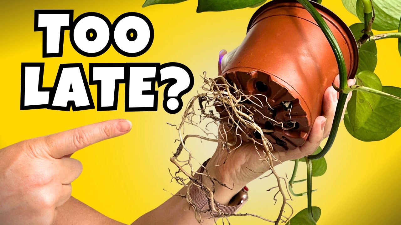 Repotting: Too Soon, Too Late, or Now?