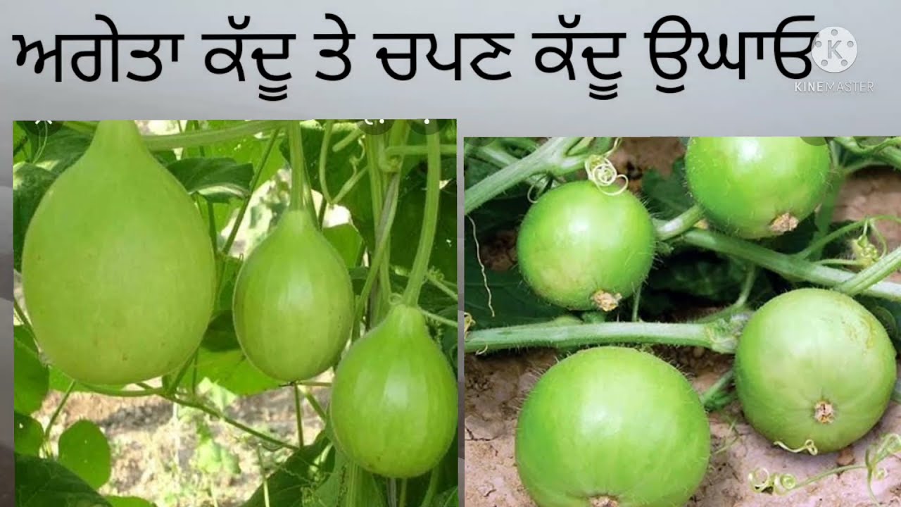 ਅਗੇਤਾ ਕੱਦੂ ਤੇ ਚਪਣ ਕੱਦੂ ਬੀਜ ਕੇ ਕਰੋ ਮੋਟੀ ਕਮਾਈ (best income in gourd farming )