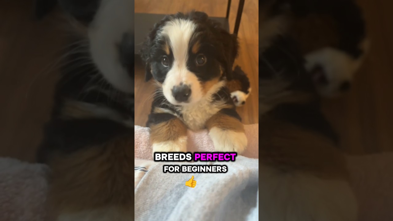 Top 4 Dog Breeds for First-Time Owners!