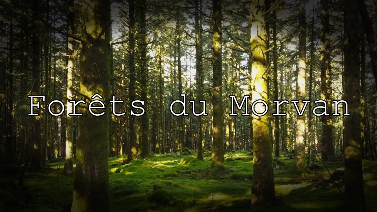 MORVAN - FOR&Ecirc;TS