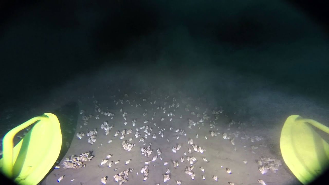 Benthic Sled