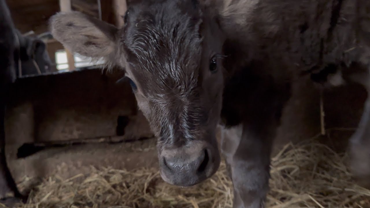 【ブチギレ】生後3日のまどろみの子牛に注射したら…