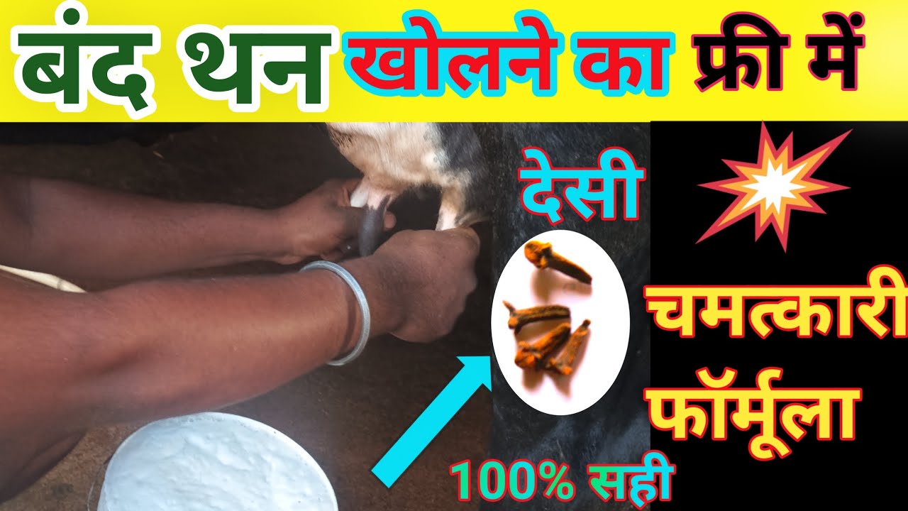 पशु के बंद थन 1मिनट में खोले💯Cow Buffalo Ke Band Than Kaise Khole👉भैंस के बंद थनों का ईलाज कैसे करें