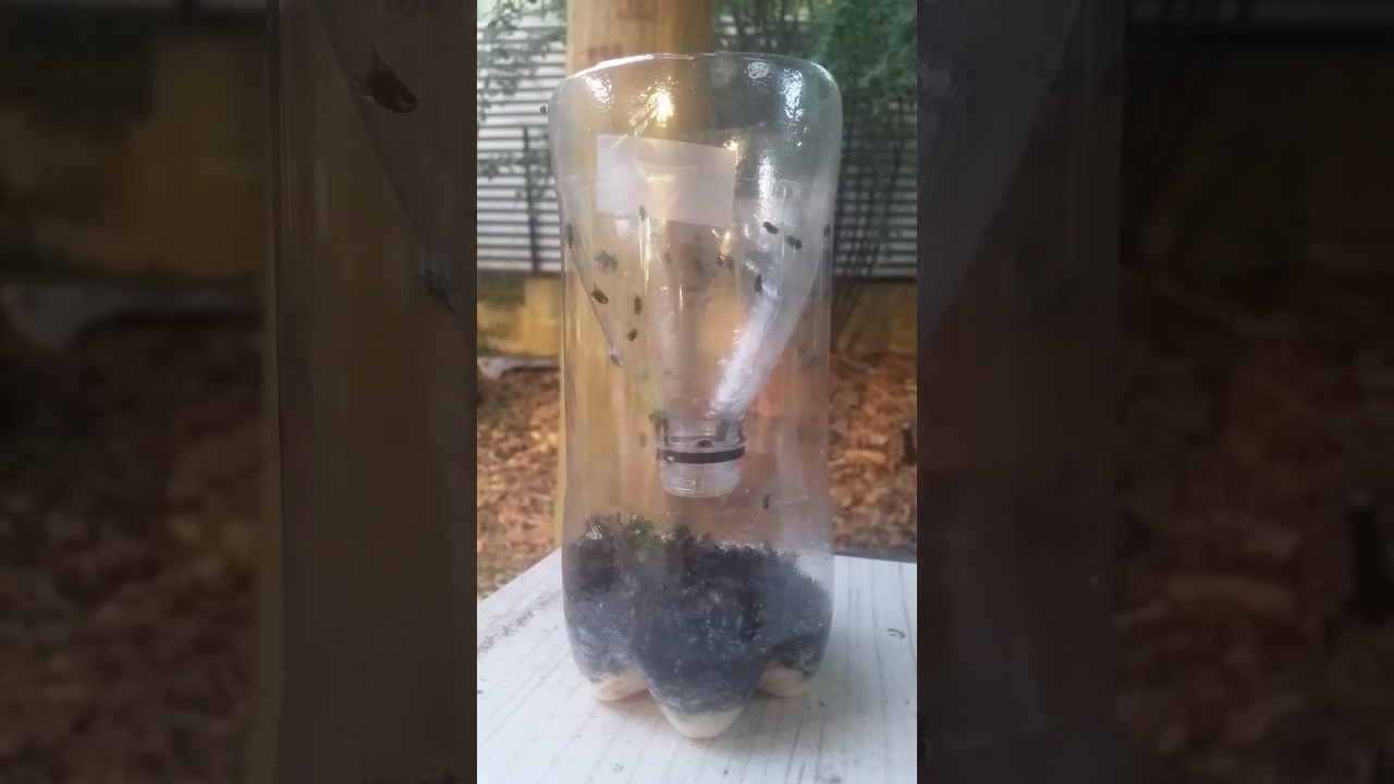 Homemade fly trap works a treat.