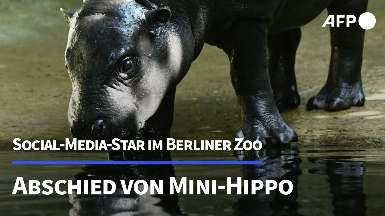 Abschied von Zwergflusspferd Toni im Berliner Zoo | AFP