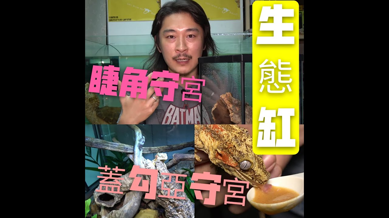 《香港爬道》 睫角守宮/蓋勾亞守宮生態缸介紹!