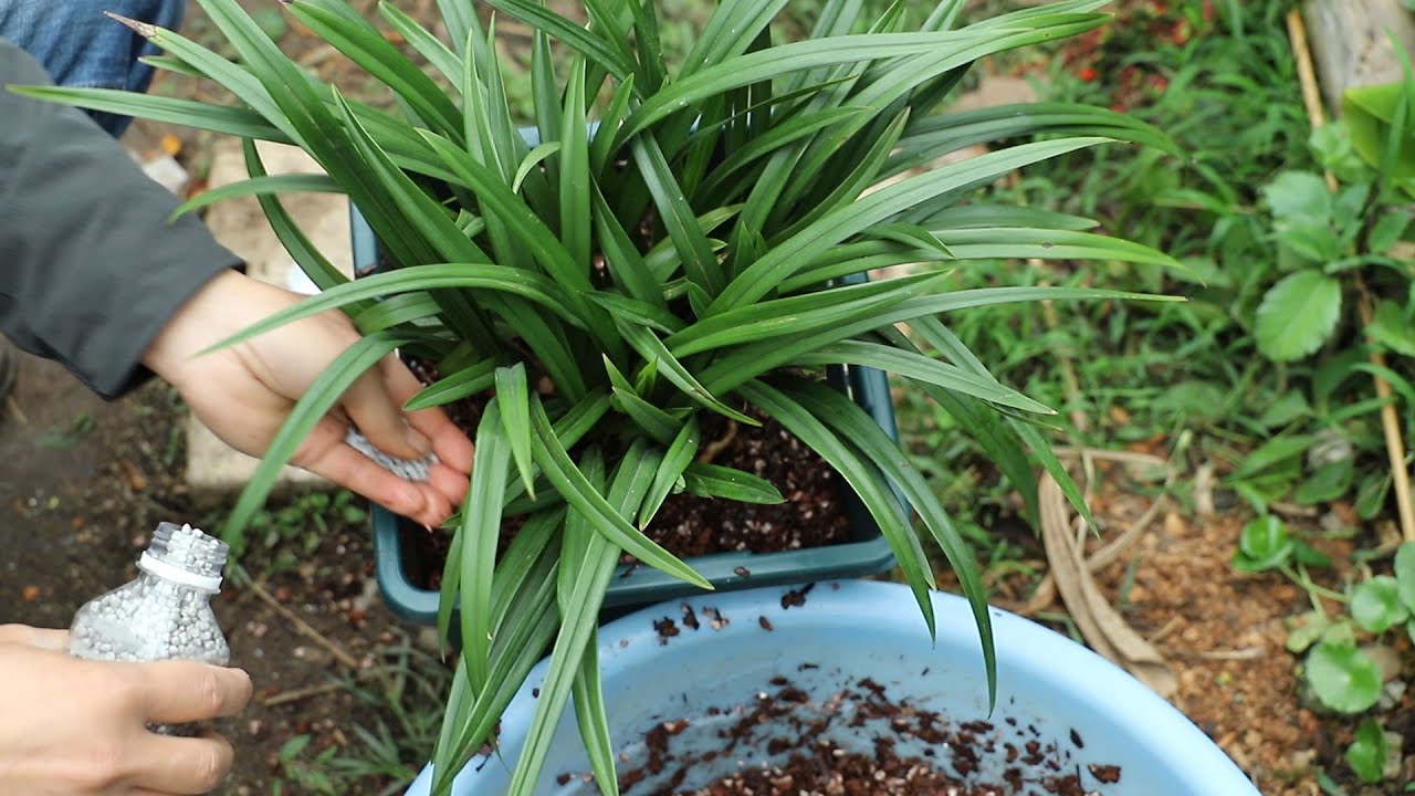 兰花上盆时，多放入这种小颗粒，更容易长根长芽和开花！