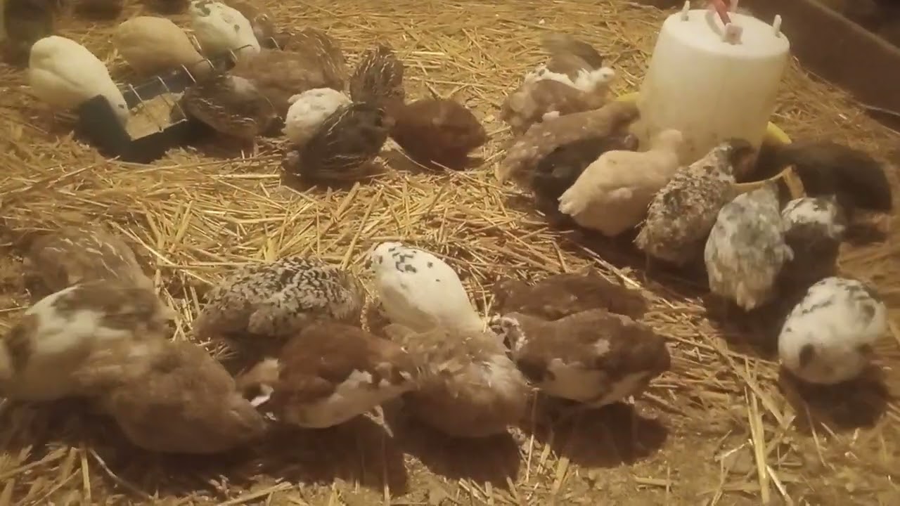 Trzy rzeczy, które wpływają na nieśność u przepiórek