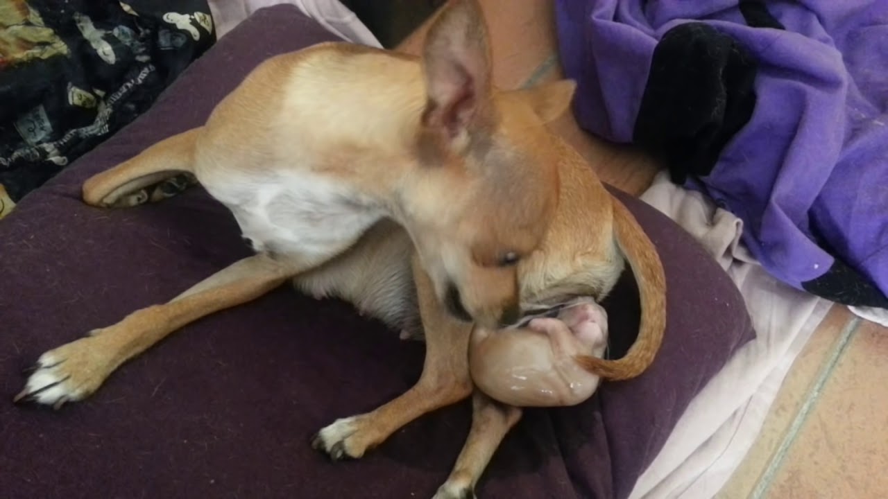 Parto de Canela, Mi Chihuahua Primeriza