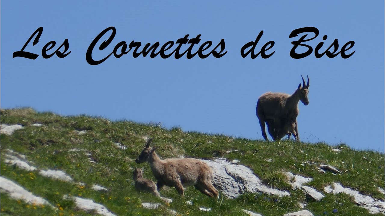 Cornettes de Bise