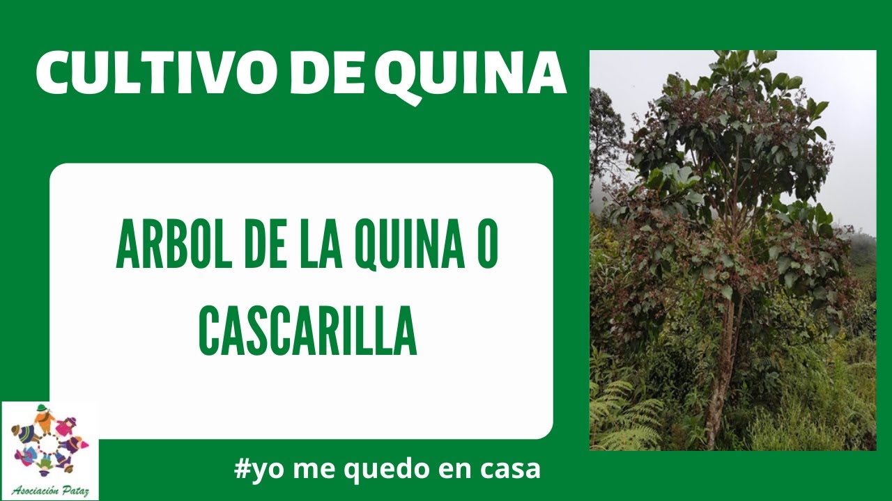 Identificación del arbol de la quina o cascarilla