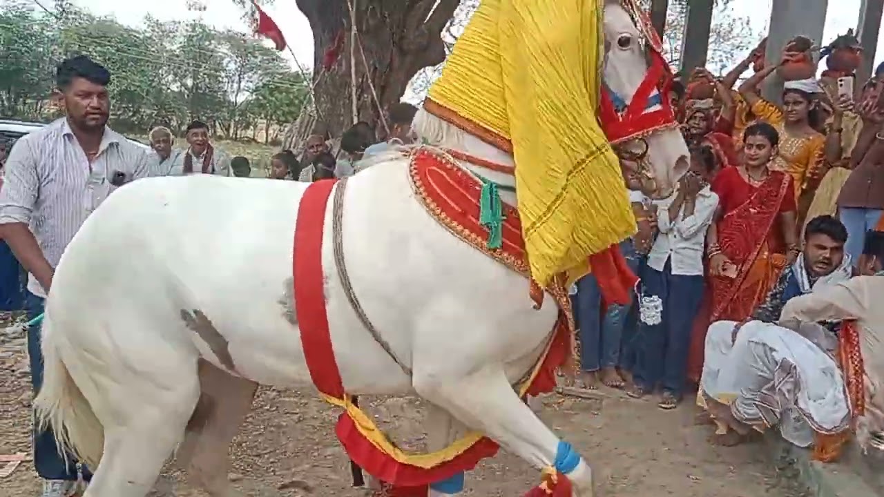 ऐसा घोड़े का नाच नही देखने को मिलता है#हॉर्स #डांसचैलेंज #viralvideo #viral 