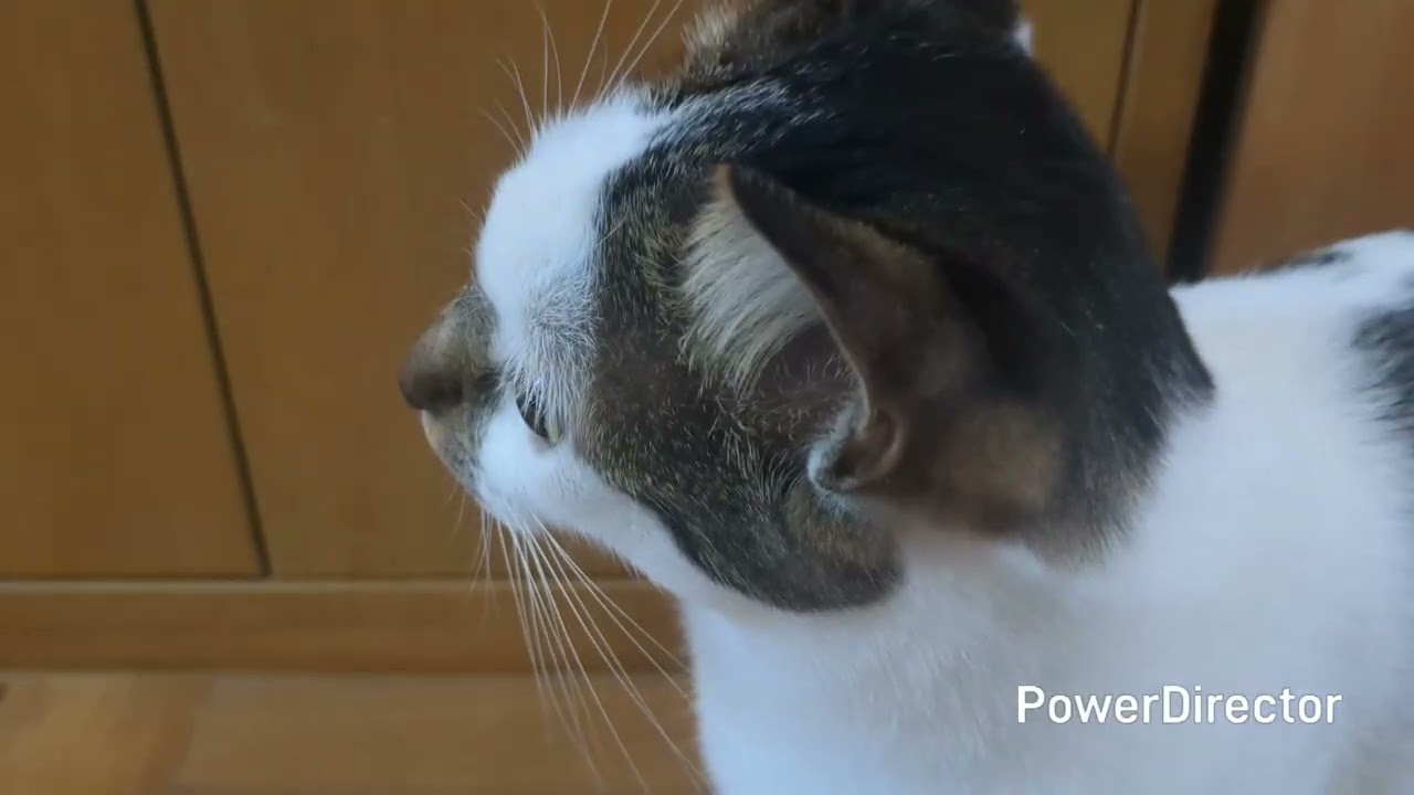 隣家工事準備とニャア