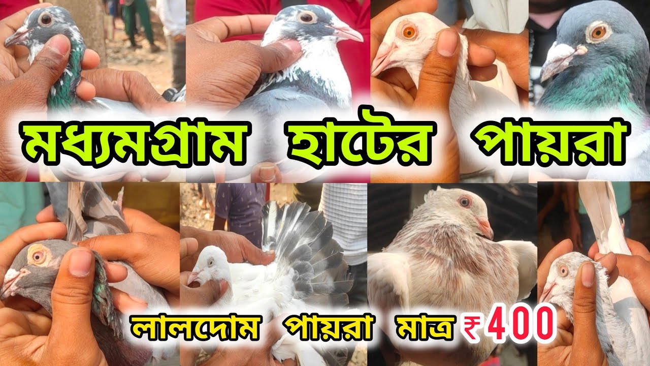 মধ্যমগ্রাম হাটের পায়রা।অবাক করা দামে পায়রা পান হাটে।Madhyamgram Hat 2024।@pigeonsloverrj9600