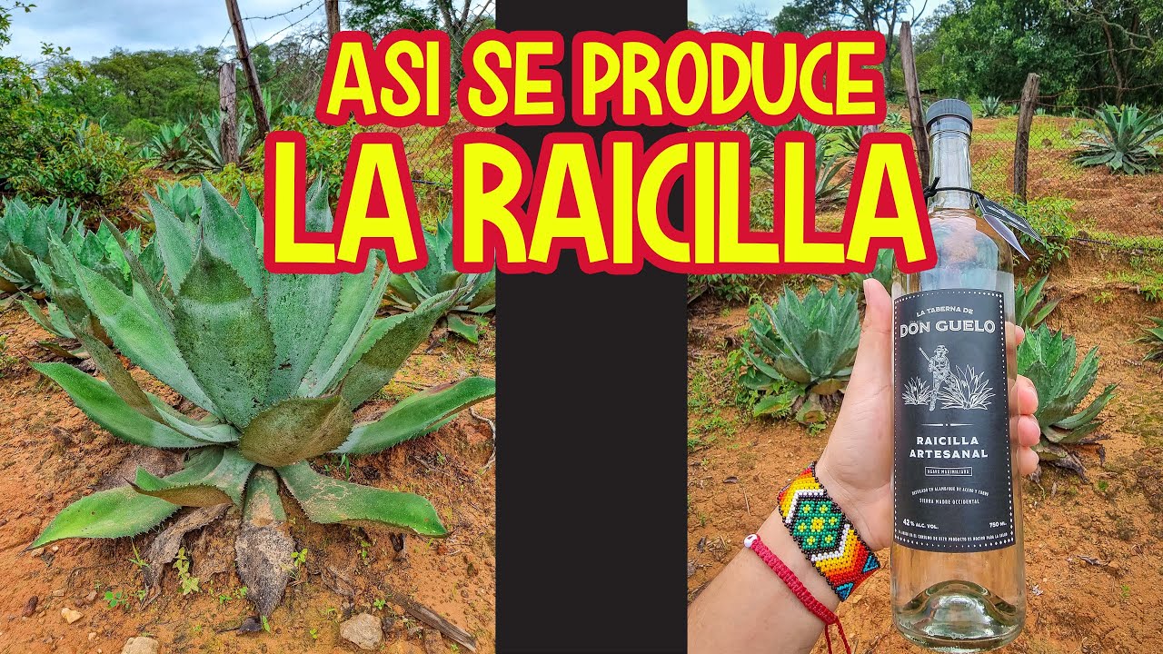 Así se produce la  raicilla en Jalisco | Bebida Mexicana 🇲🇽😍
