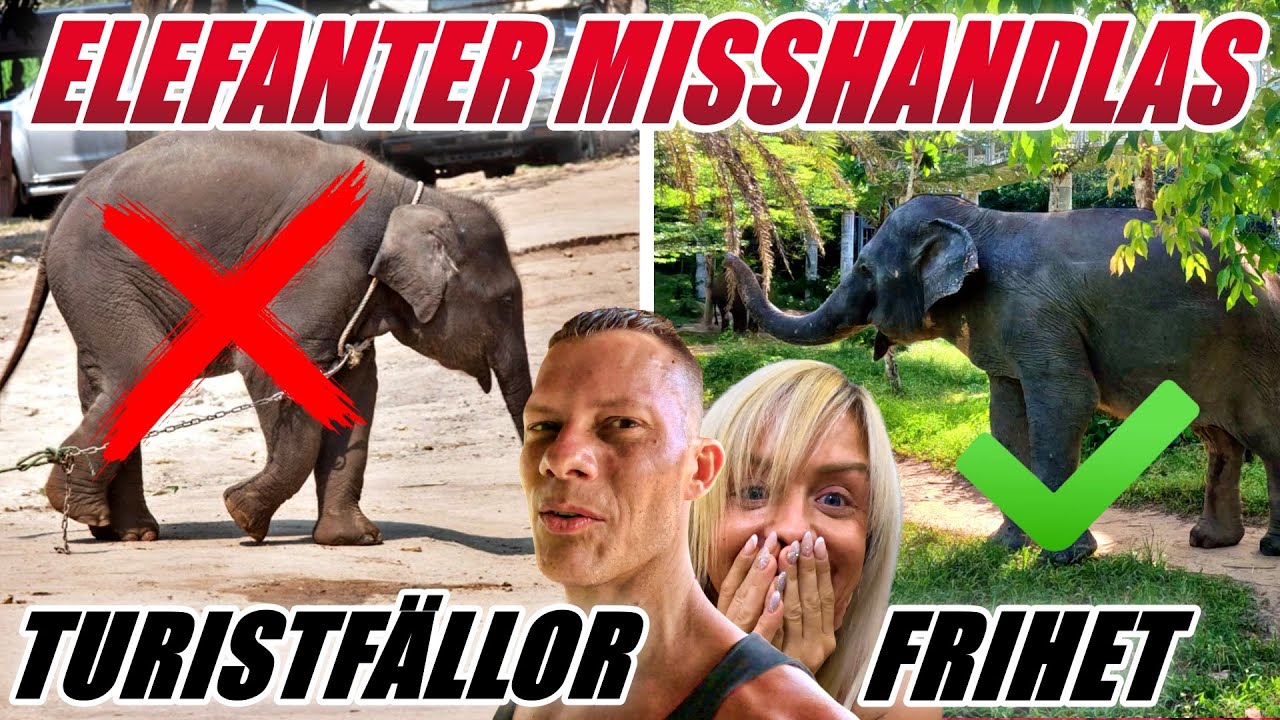 Elefanter misshandlas för turism i Thailand 💔