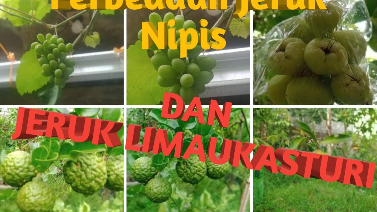 Perbedaan Jeruk Nipis dan Jeruk Limau Kasturi
