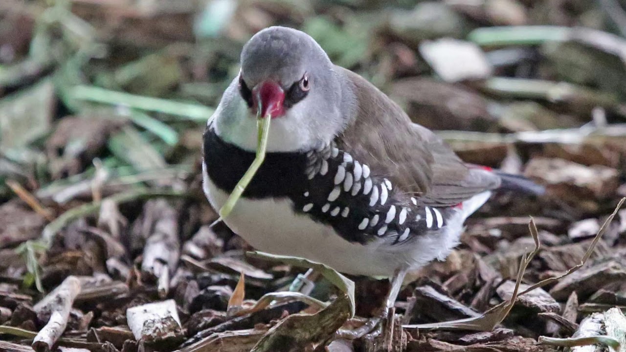 Canto do diamante-sparrow