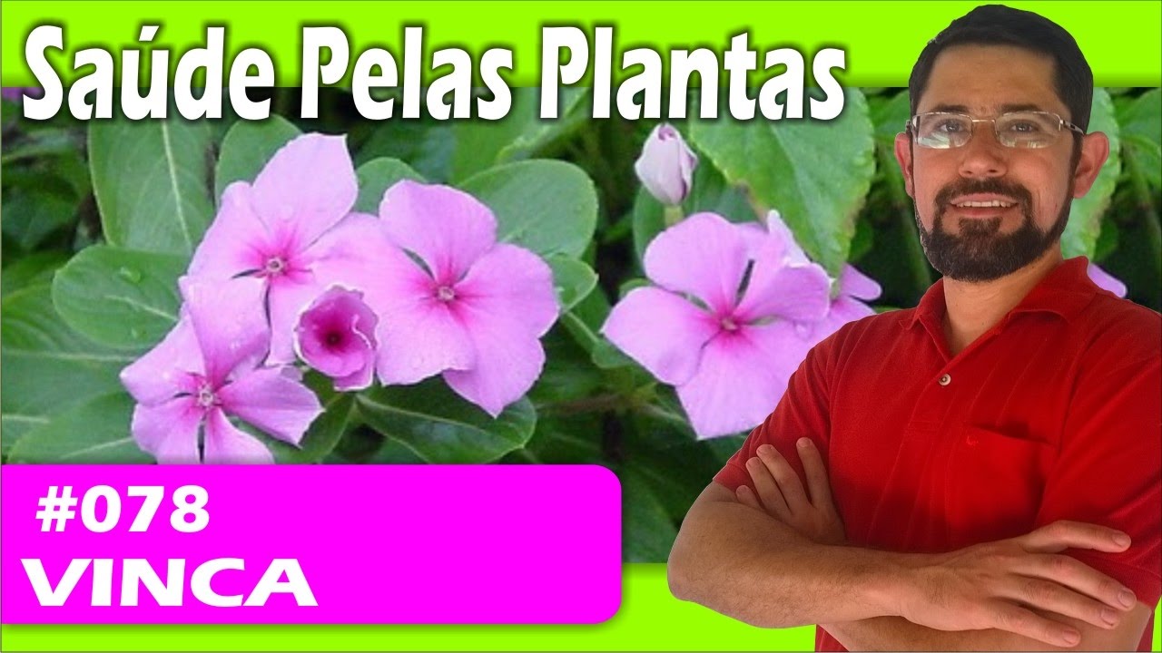 Sa&uacute;de Pelas Plantas - Vinca [leucemia, diabetes, cicatrizante , seborreia]