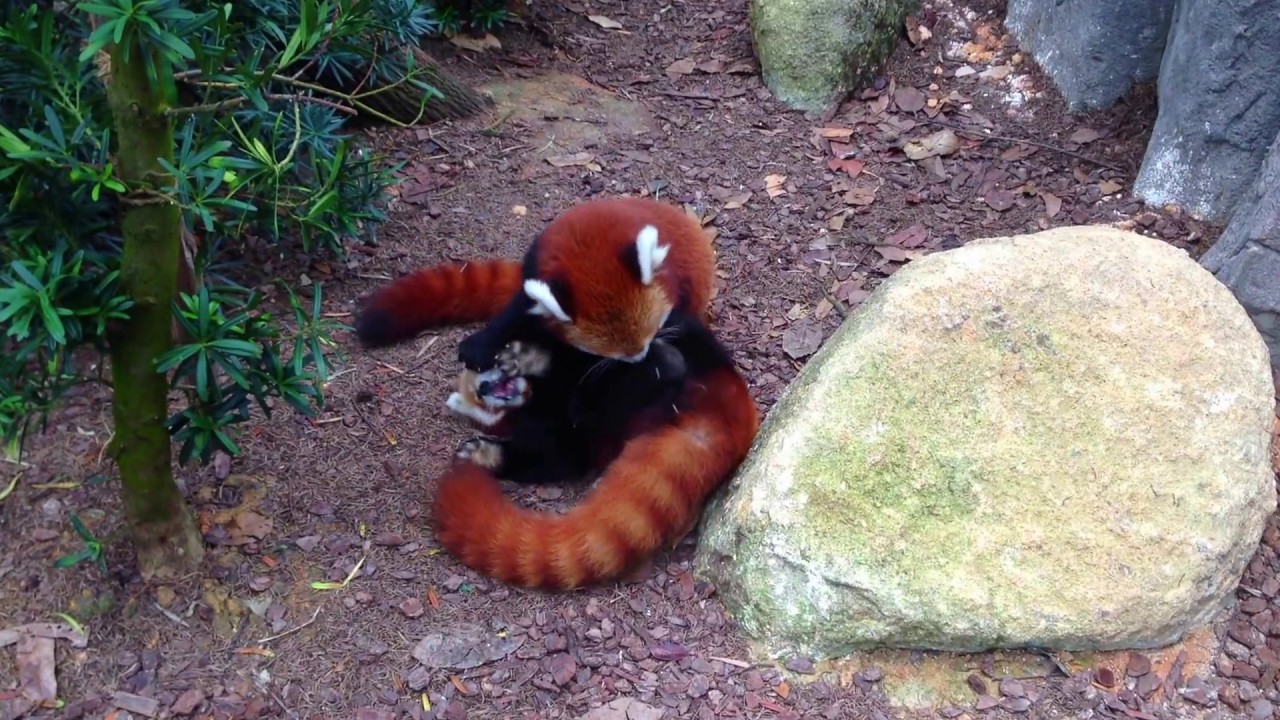 Kungfu Red Panda