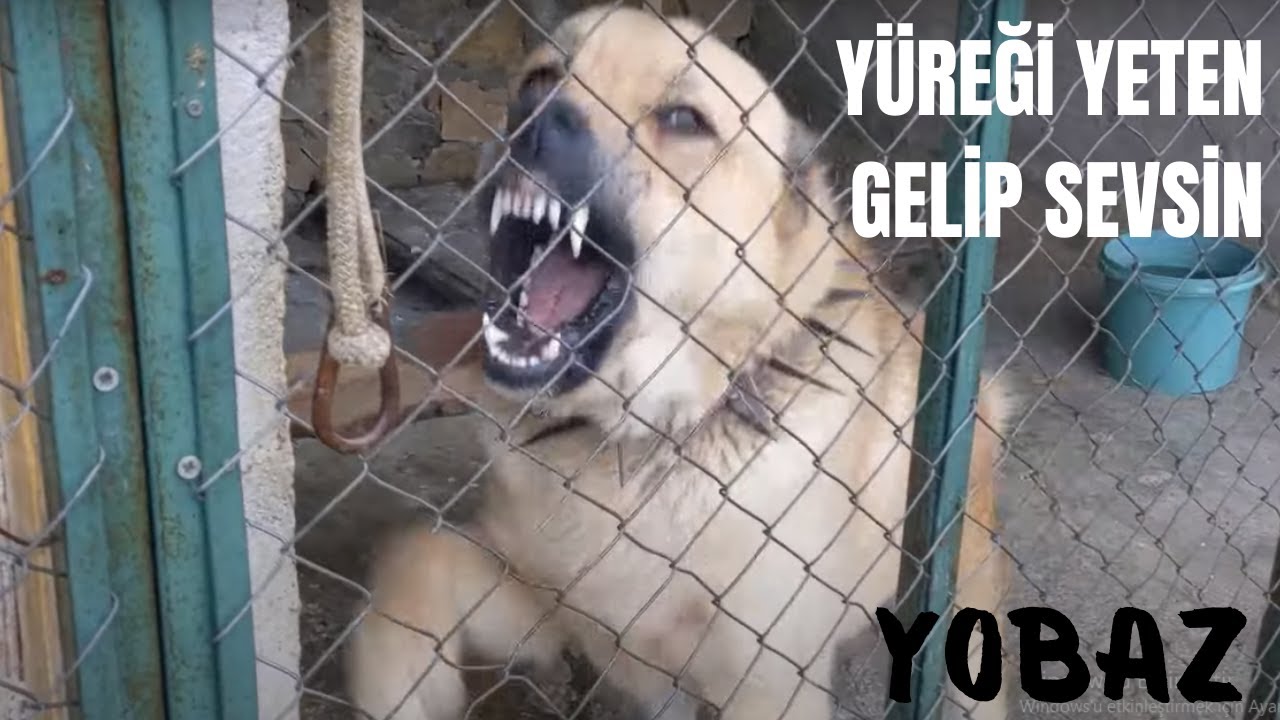 YOBAZ  BENİ YİYECEKTİ / ARTIK BENİ BİLE TANIMIYOR.SEVERİM DİYEN GELSİN