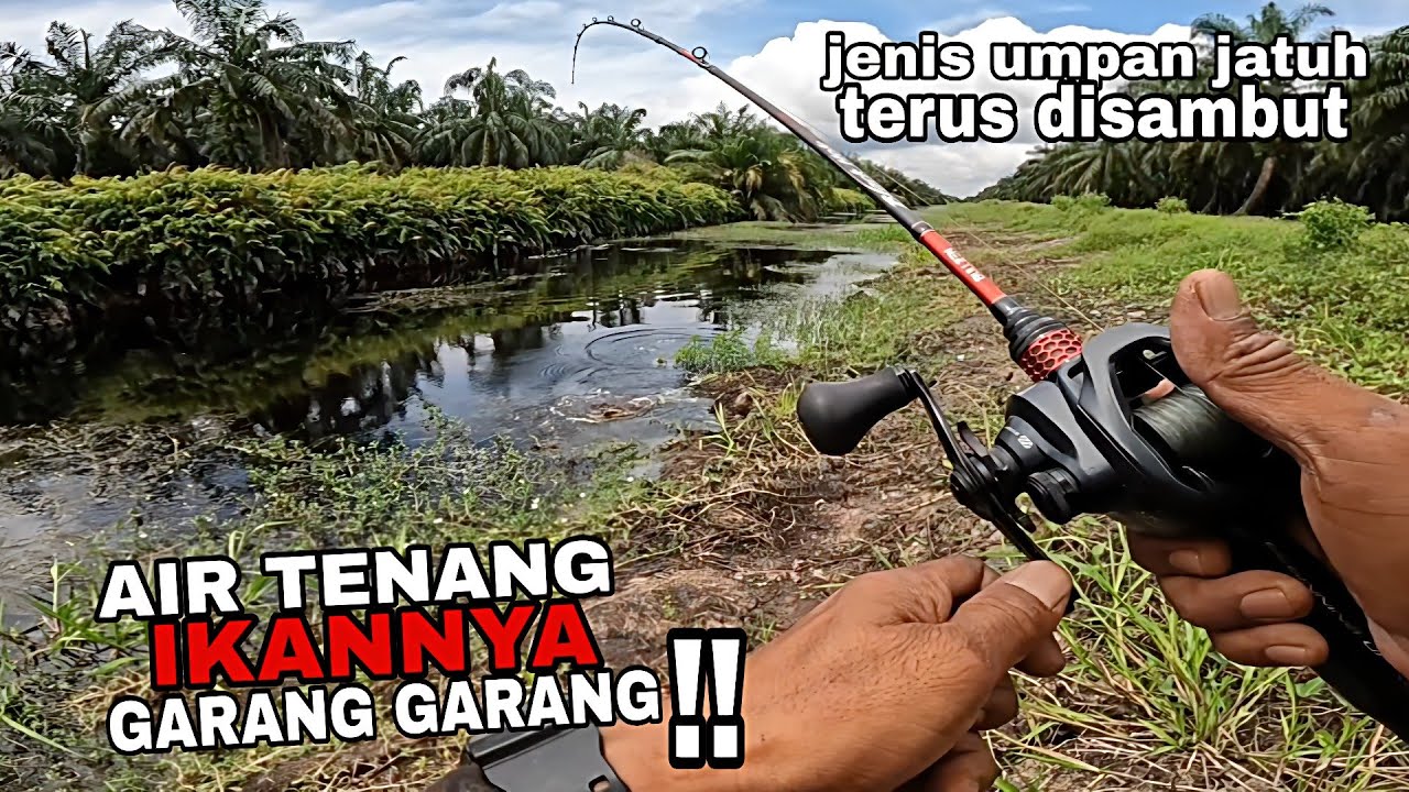 Casting haruan !! Lubuk haruan besar sampai patah rod. Haruan parit sawit