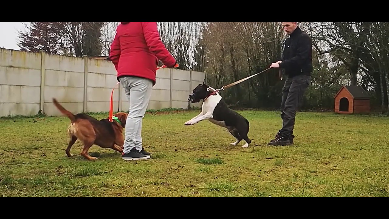 SYM DOG OISE / OBÉISSANCE AMSTAFF / TOLÉRANCE CONGÉNÈRES