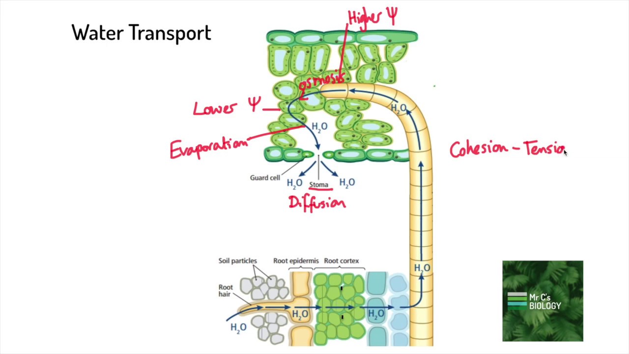 Cohesion-Tension Theory of Transpiration (A Level Biology)