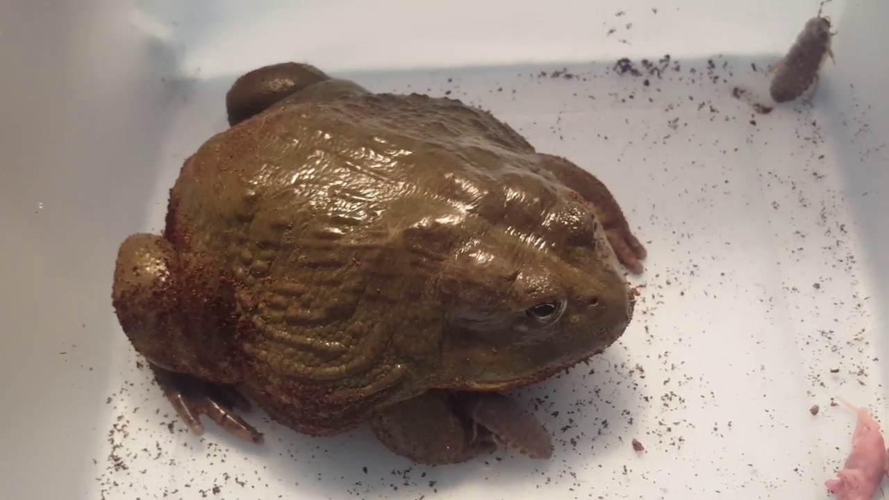 Giant Pixie Frog Information, Tank Setup, Feeding, Do They NEED WATER???