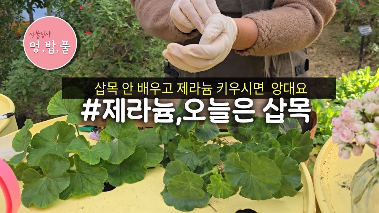 제라늄,12월은 외목대 뎅강 후 삽목#제라늄겨울삽목 #멍밥풀 #geranium #pelargonium