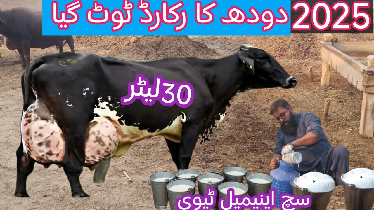 03466152628 | Girlando cow live milking | record milking cow of 2025 | big udder cow | 