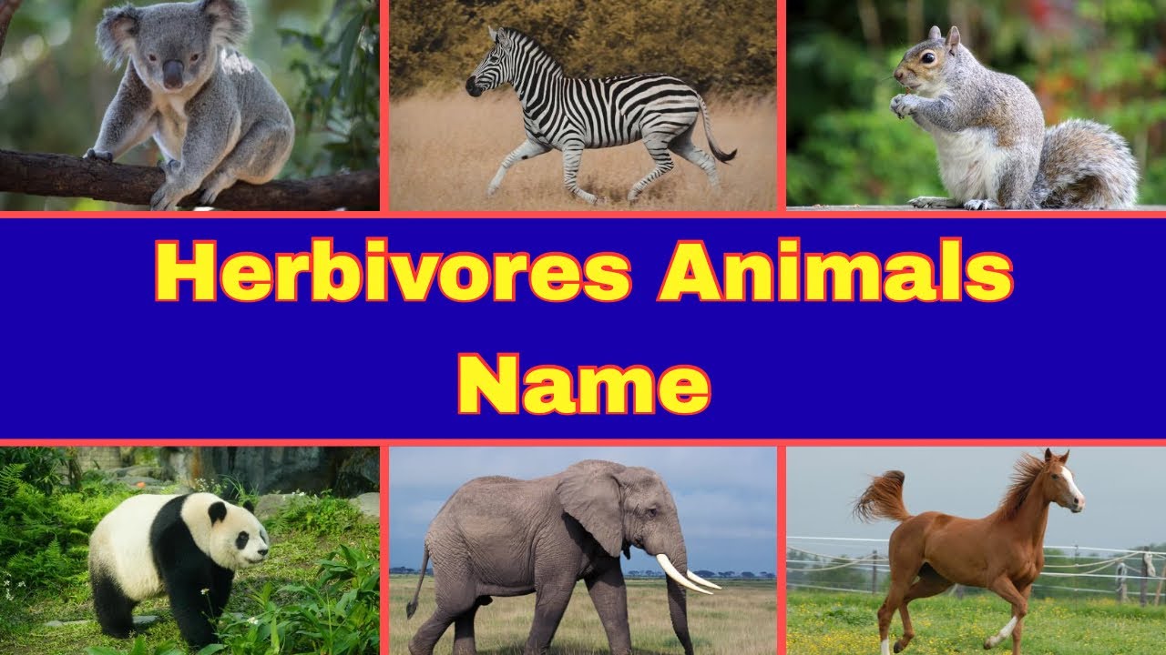 Herbivores Animals | Plant Eating Animals Name In English | Learn Animals Name 