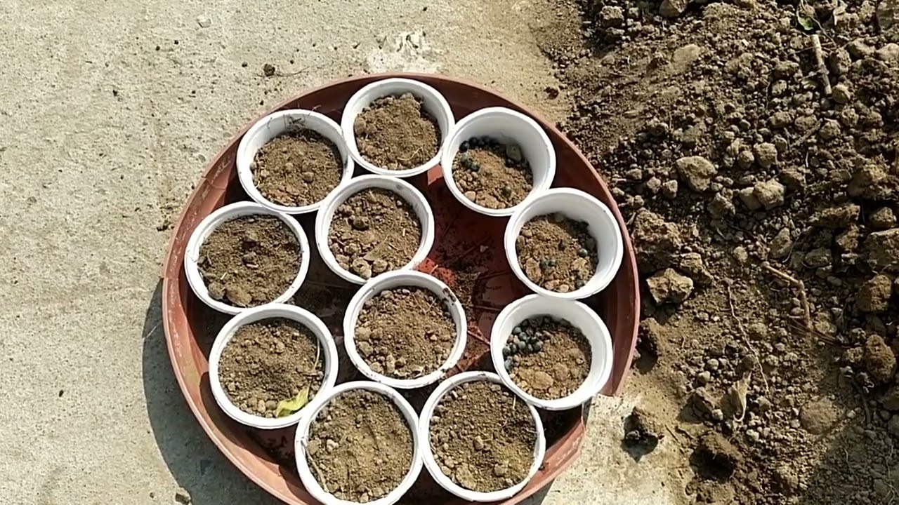 Summer season  seed update  for Terrace garden 🌄🏡
