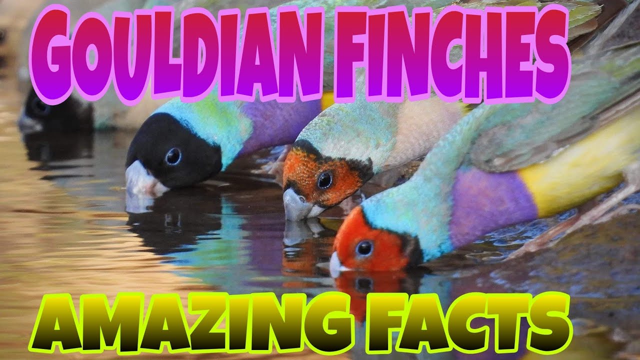 Gouldian Finches - amazing facts