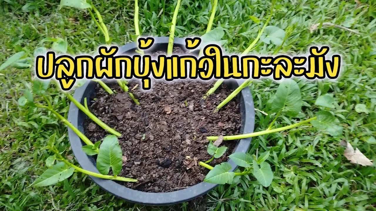 ปลูกผักบุ้งแก้วในกะละมัง 20วันก็ตัดยอดได้แล้ว #ผักบุ้งแก้ว#ผักบุ้งเย็นตาโฟ#ปลูกผักบุ้งแก้ว