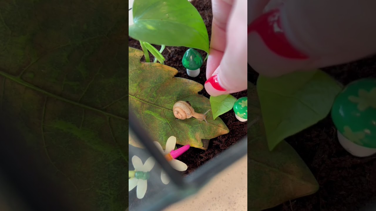Another big one if crushing eggs, if you can&rsquo;t do that - don&rsquo;t get snails 🐌#snailsaspets #petsnails