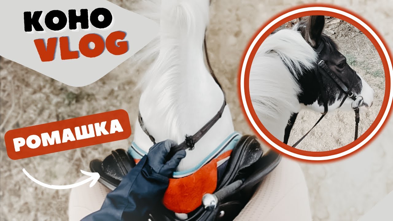 VLOG из конюшни | небольшая конная тренировка от первого лица на плацу | верховая езда | коноблог