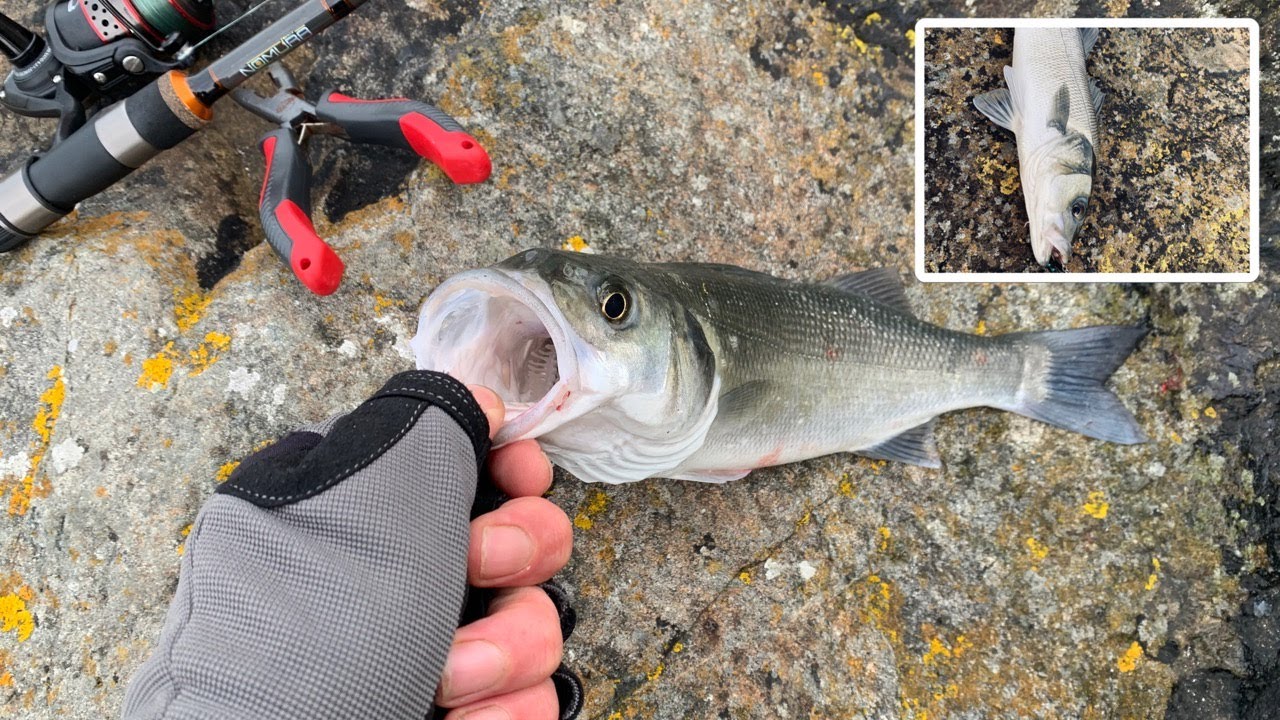 7 BASS ON A WINDY DAY | GUERNSEY BASS FISHING