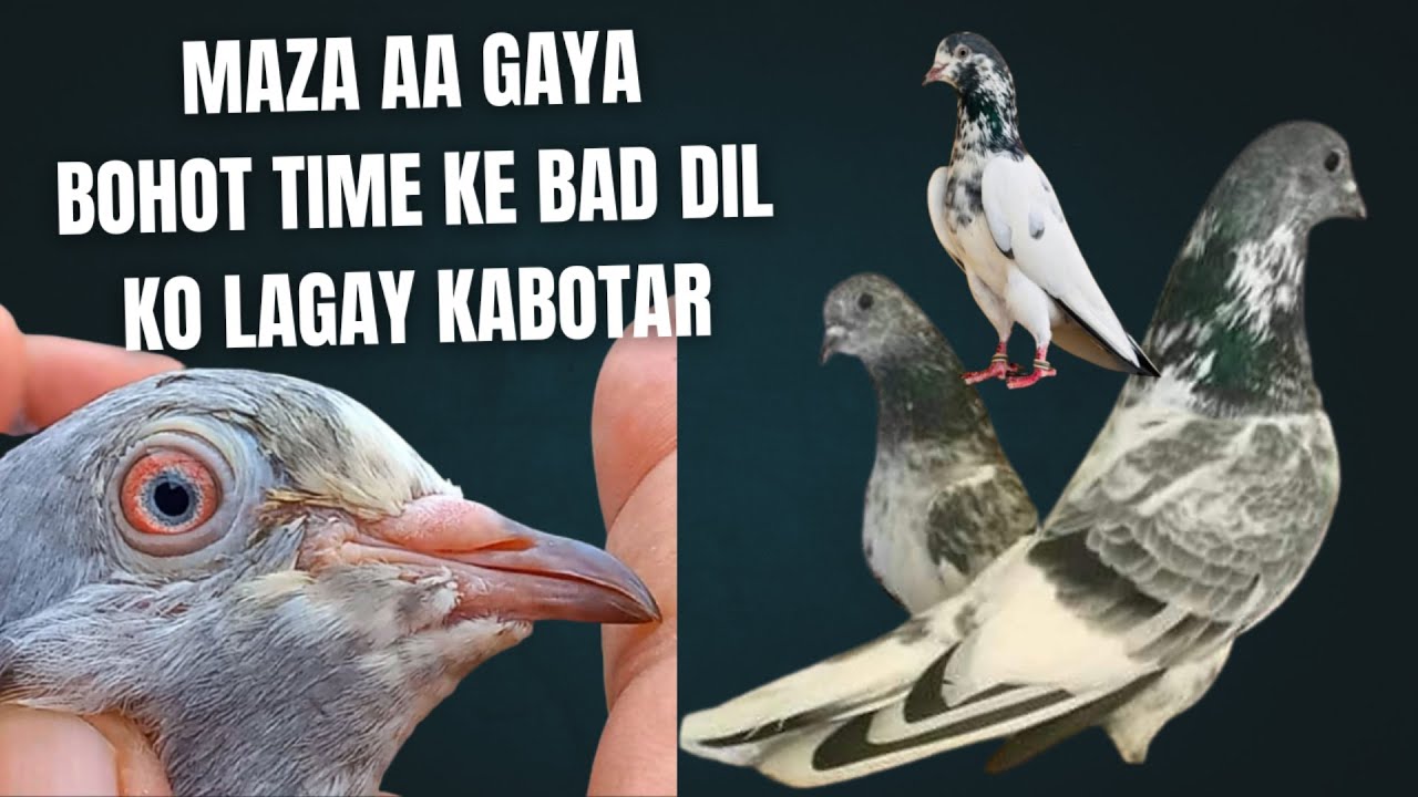 Top Quality Breeder Pigeon for Sale |  Maza Karwa Dia Aj kabootar Ne